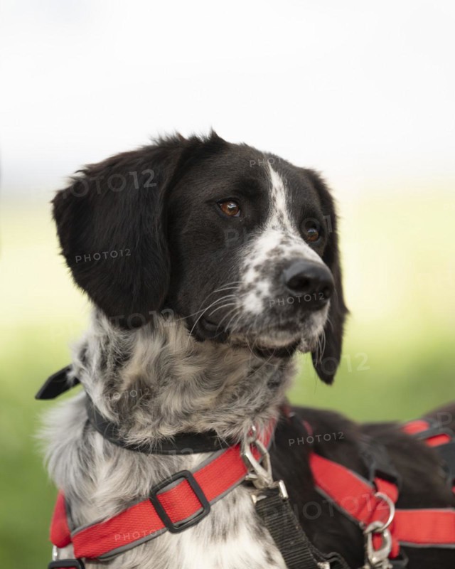 Domestic dog (Canis lupus familiaris), mixed-breed, male, animal welfare, animal welfare dog, profile shot, looking to the right, black and white spotted coat, brown eyes, red harness, double safety collar, background blurred green and white, Hesse, Germany, Europe