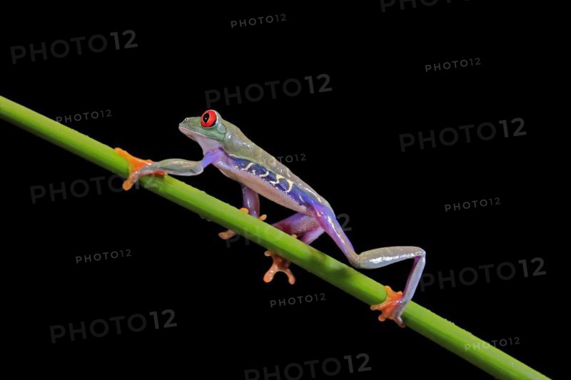 Red-eyed tree frog (Agalychnis callidryas), adult, on green stem, Aeonium, captive, Central America