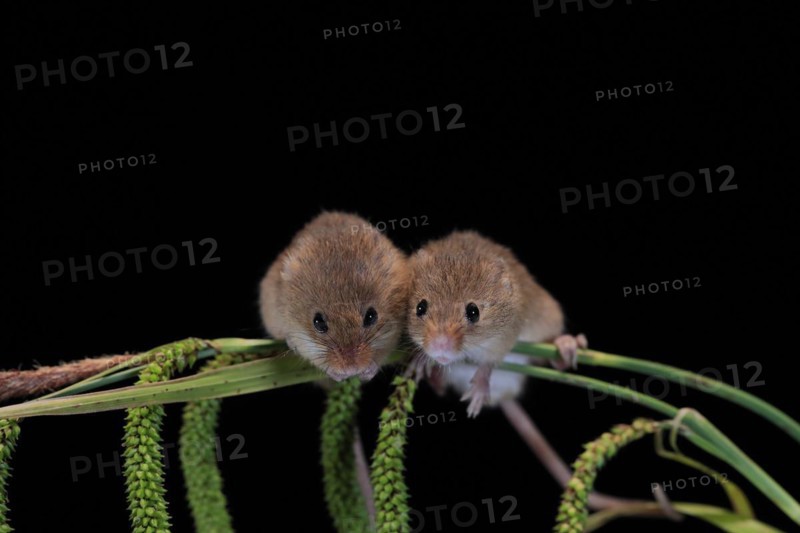 Eurasian harvest mouse (Micromys minutus), adult, two, pair, on plant stalks, spikes, foraging, at night, Scotland, Great Britain