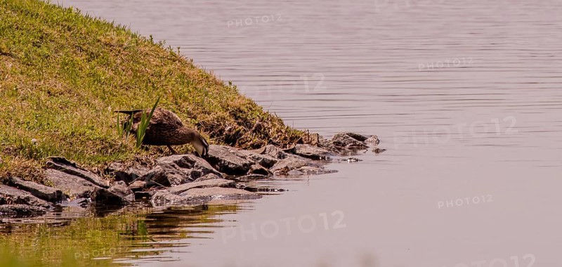 A rabbit rests by the water's edge among rocks and grass in a tranquil nature scene, in South Korea