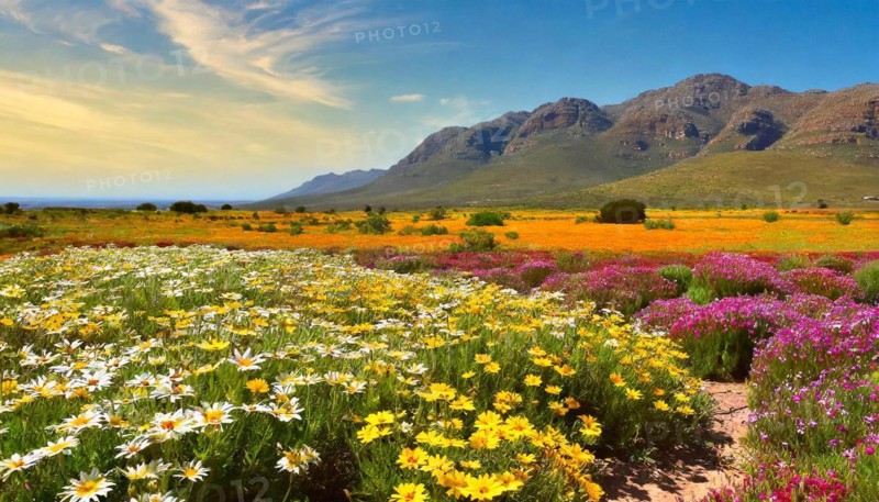 KI generated, The desert in Namaqualand blooms in August and September each year, Namibia, Africa