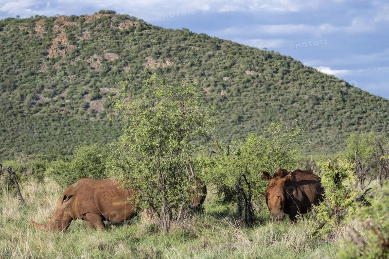 White rhinoceros (Ceratotherium simum), Madikwe Game Reserve, North West Province, South Africa, RSA, Africa