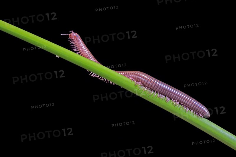 Millipedes (Diplopoda), adult, on plant stems, at night, Great Britain