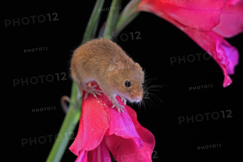 Eurasian harvest mouse (Micromys minutus), adult, on plant stem, flowering, foraging, at night, Scotland, Great Britain