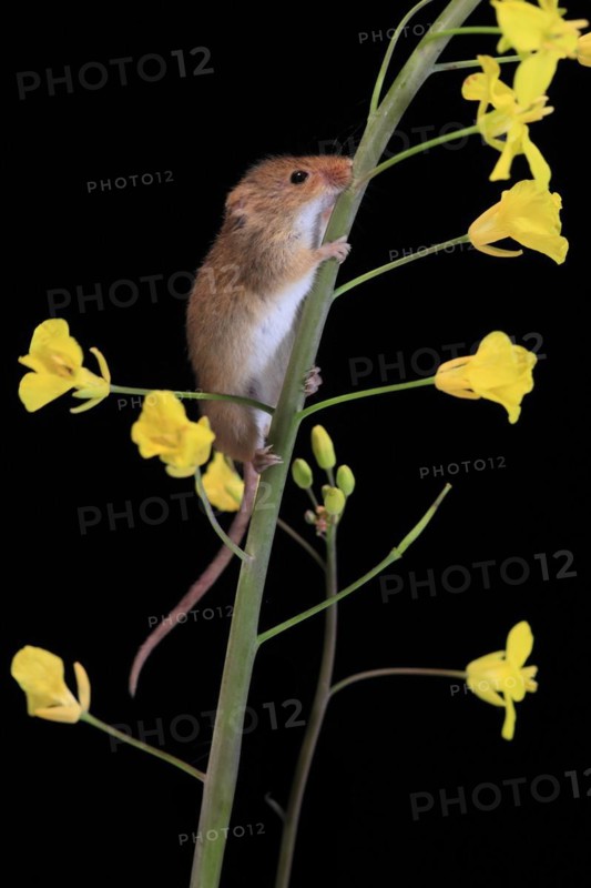 Eurasian harvest mouse (Micromys minutus), adult, two, pair, on plant stem, flowering, foraging, at night, Scotland, Great Britain