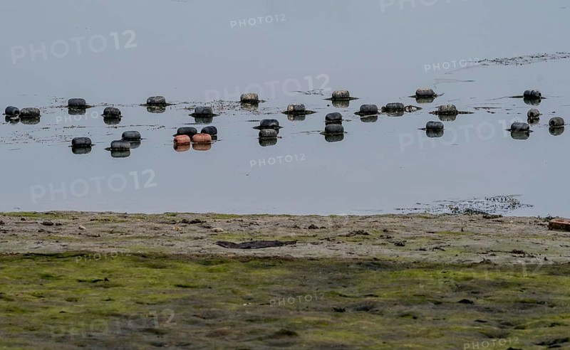 Black and red floats attached to a fishing net floating on surface of water with shoreline in the foreground in Namhae, South Korea, Asia