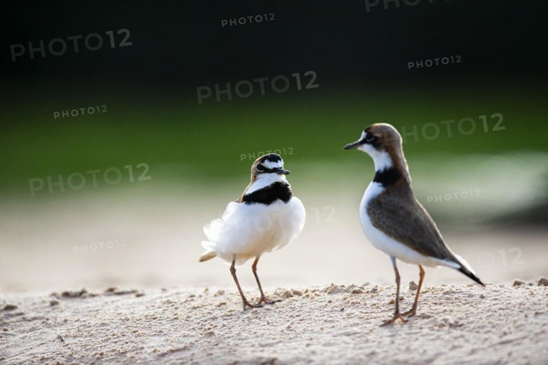Slender-billed plover (Anarhynchus collaris) Pantanal Brazil