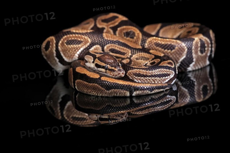 King python, (Python regius), adult, resting, captive, Central Africa, West Africa