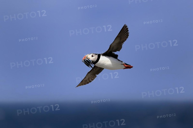 Puffin (Fratercula arctica), adult, flying, with sand eels, with food, Faroe Islands, England, Great Britain, Europe