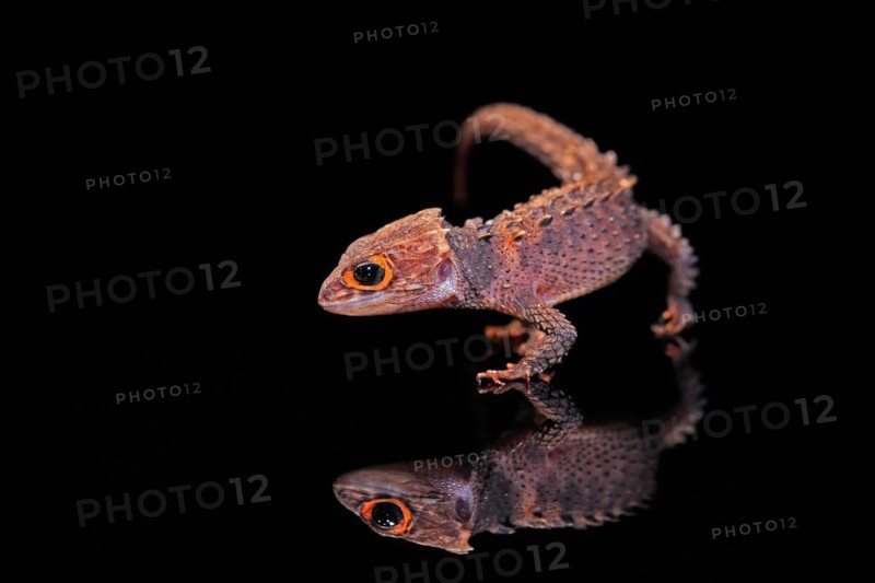 Red-eyed crocodile skink (Tribolonotus gracilis), adult, running, captive, New Guinea