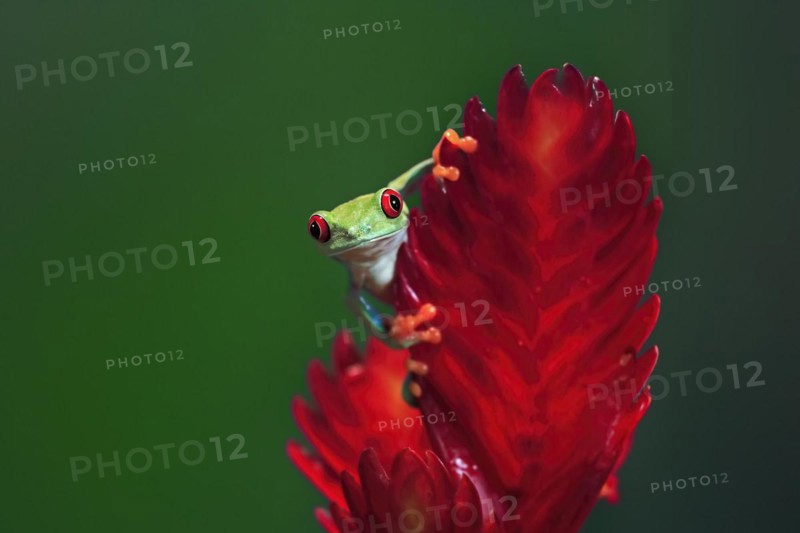 Red-eyed tree frog (Agalychnis callidryas), adult, on bromeliad, portrait, captive, Central America