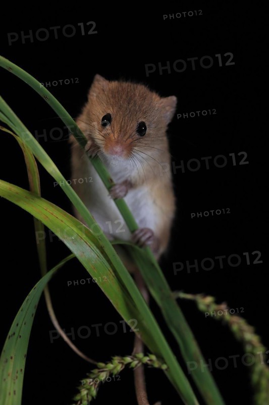 Eurasian harvest mouse (Micromys minutus), adult, on plant stalks, ears of corn, foraging, at night, Scotland, Great Britain