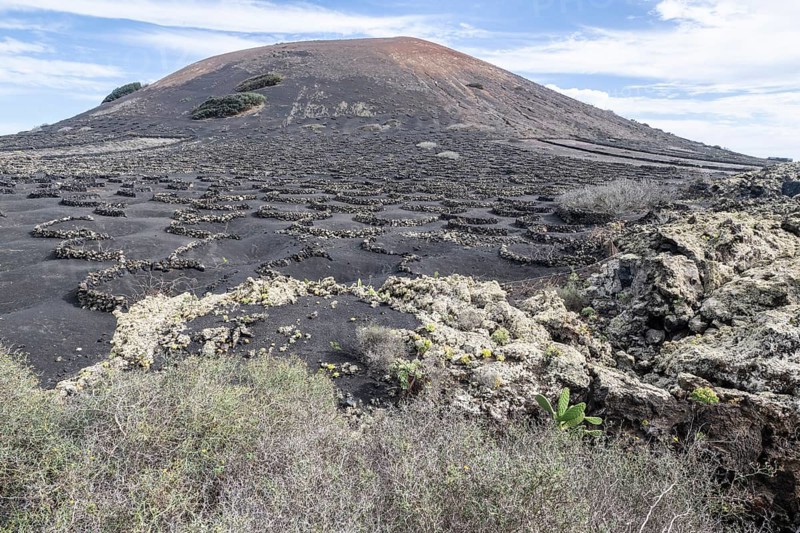 Lava landscape overgrown with lichens and succulents, in the background vineyards protected by dry stone walls, Lanzarote, Canary Islands, Spain, Europe