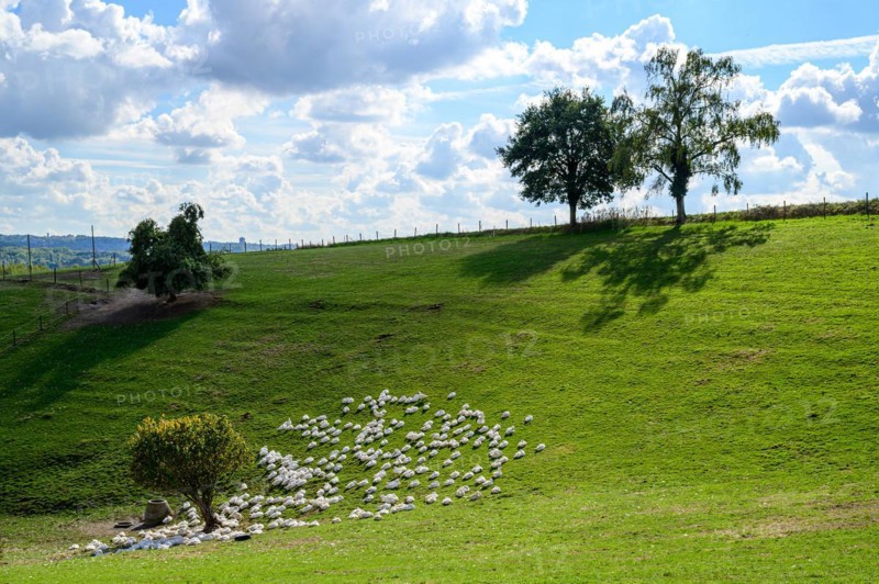 An idyllic landscape with domestic geese, a fence and a tree on a sunny hill under a blue sky with clouds, Wuelfrath, Mettmann, Bergisches Land, North Rhine-Westphalia