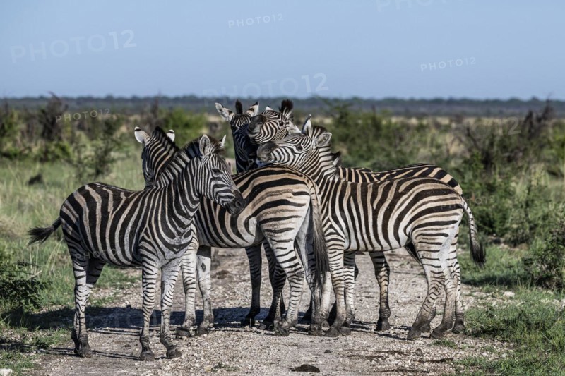 Plains zebra (Equus quagga) herd, Madikwe Game Reserve, North West Province, South Africa, RSA, Africa