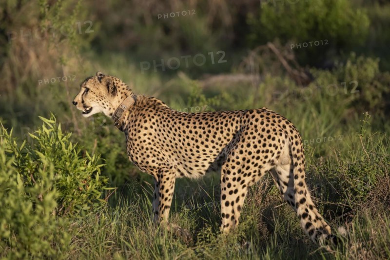 Cheetah (Acinonyx jubatus), Madikwe Game Reserve, North West Province, South Africa, RSA, Africa