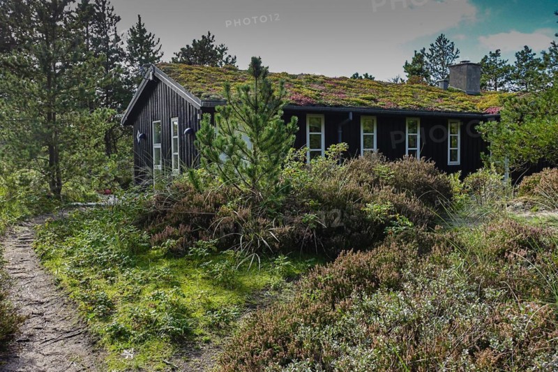 A secluded wooden house surrounded by trees and a path leading to the door Skiveren North Jutland Denmark Dune belt