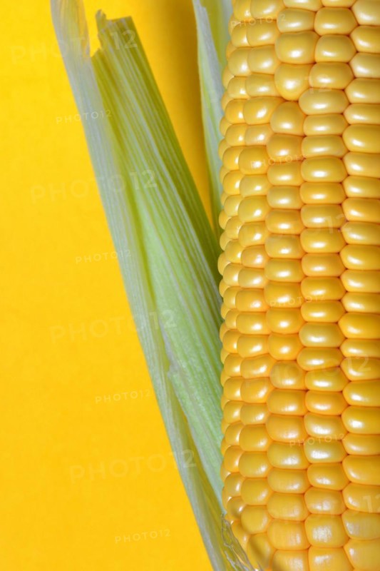 Corn corn cob with yellow background, close-up, corn (Zea mays)