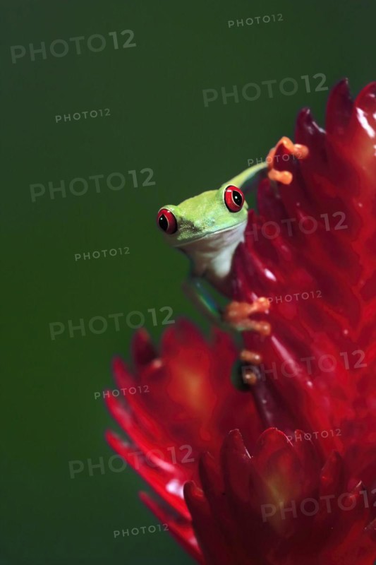 Red-eyed tree frog (Agalychnis callidryas), adult, on bromeliad, portrait, captive, Central America