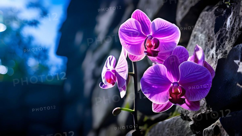 Orchids clustered on the gnarled branches of an ancient tree embodying resilience, AI generated