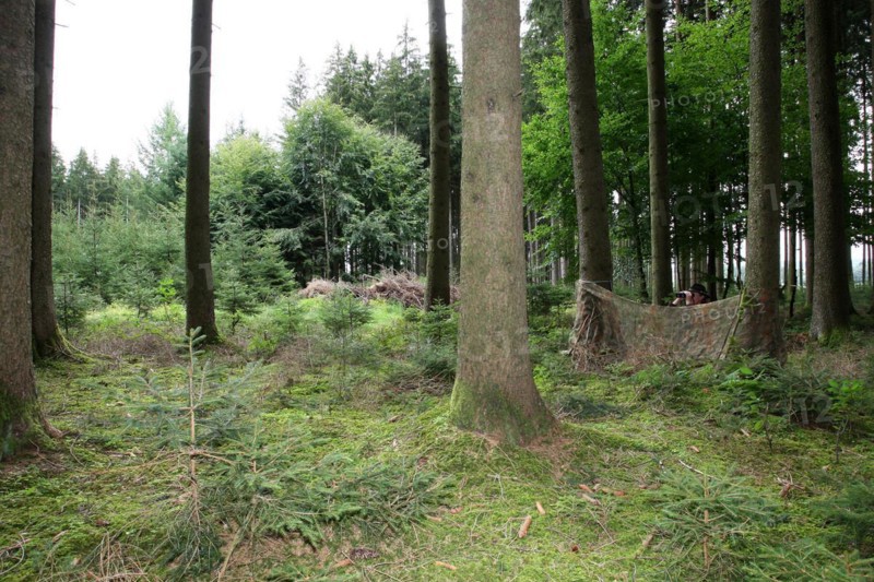 Huntress with binoculars in the forest behind camouflage net, Allgaeu, Bavaria, Germany, Europe