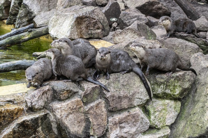 Dwarf otter, Asian oriental small-clawed otter (Aonyx cinerea), Heidelberg Zoo, Baden-Wuerttemberg, Germany, Europe