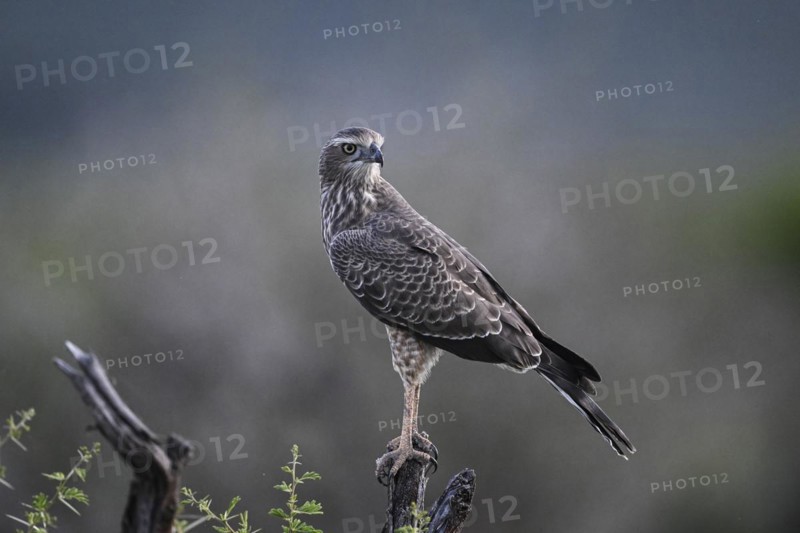Silver Singing Goshawk, also known as pale chanting goshawk (Melierax canorus) juvenile, Madikwe Game Reserve, North West Province, South Africa, RSA, Africa