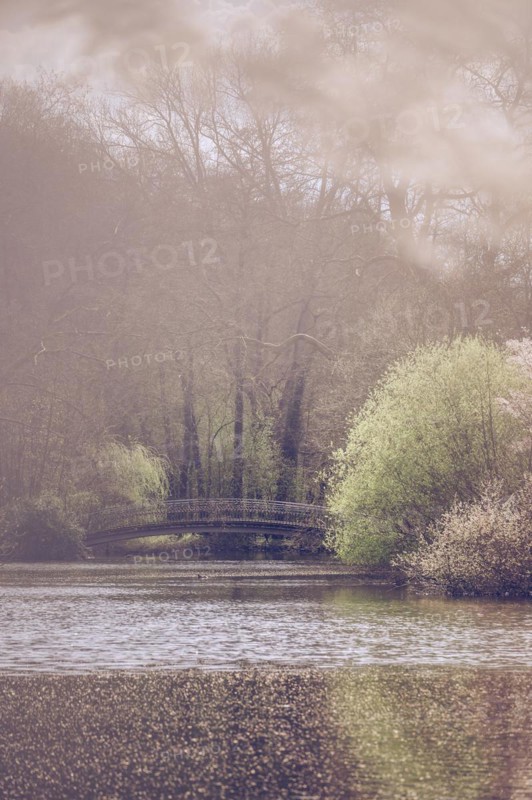 Bridge in Rombergpark surrounded by leafy trees and bushes, in the foreground the lake, partly blurred, Rombergpark, Dortmund, Germany, Europe