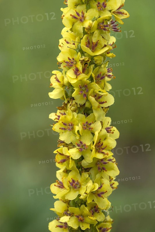 Great mulleins (Verbascum thapsus), Bavaria, Germany, Europe