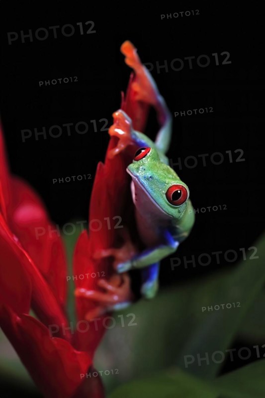 Red-eyed tree frog (Agalychnis callidryas), adult, on bromeliad, captive, Central America