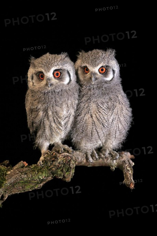 Southern white-faced owl (Ptilopsis granti), juvenile, two juveniles, siblings, at night, on guard, captive