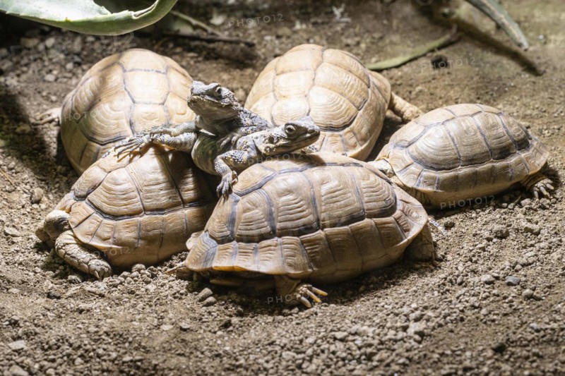 Egyptian tortoises (Testudo kleinmanni) and black hardun (Stellagama stello), Heidelberg Zoo, Baden-Wuerttemberg, Germany, Europe