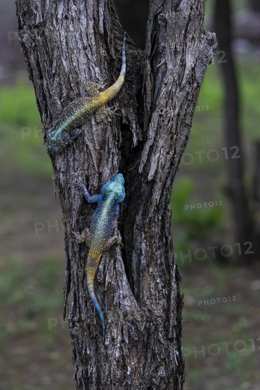 Blue-throated Agama (Acanthocercus atricollis), Madikwe Game Reserve, North West Province, South Africa, RSA, Africa