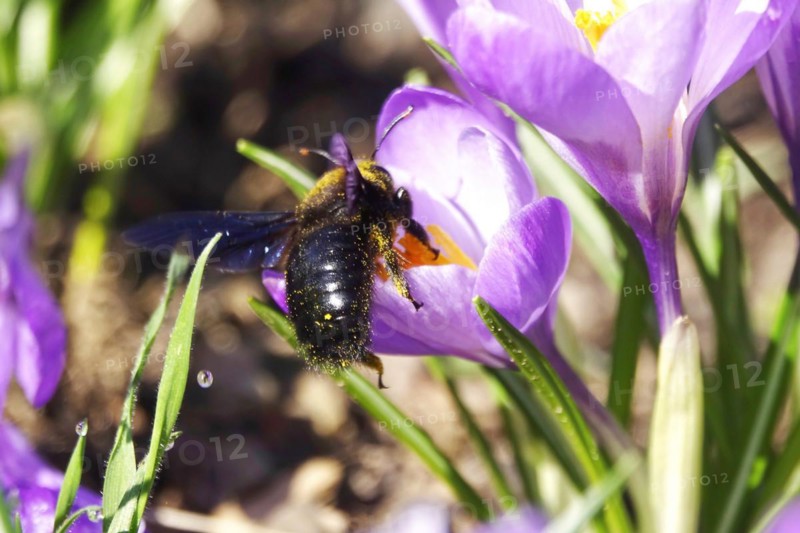 Violet carpenter bee (Xylocopa violacea), wild bee of the year 2024, crocus meadow, Germany, Europe