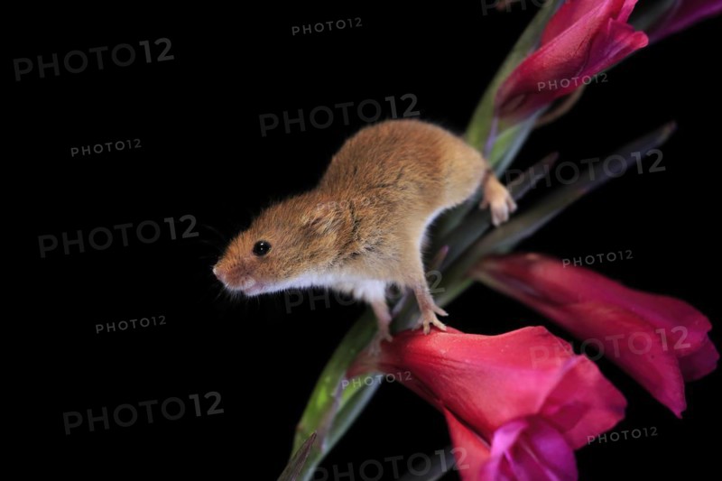 Eurasian harvest mouse (Micromys minutus), adult, on plant stem, flowering, foraging, at night, Scotland, Great Britain