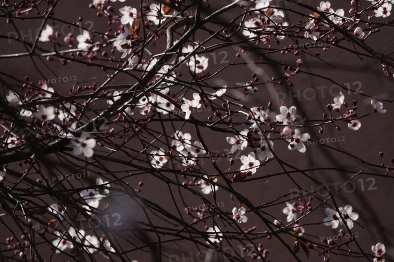 Beautiful blossom of an ornamental cherry, March, Germany, Europe