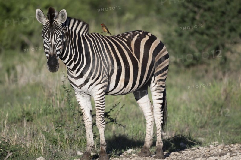 Plains zebra (Equus quagga) with oxpecker, Madikwe Game Reserve, North West Province, South Africa, RSA, Africa