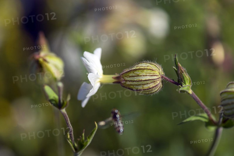 White campion (Silene latifolia), Bavaria, Germany, Europe