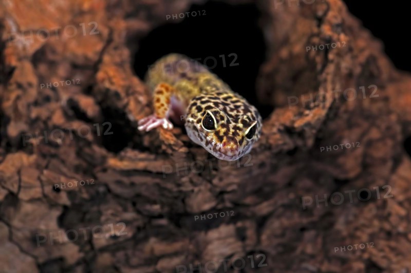 Leopard gecko (Eublepharis macularius), adult, portrait, looks out of burrow, captive