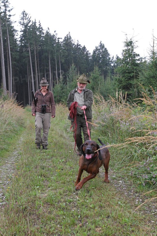Huntsman and huntress, accompanied by hunting dog Bavarian Mountain Hound, Allgaeu, Bavaria, Germany, Europe