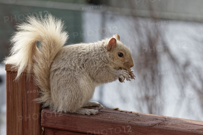 Nature, pale coloured squirrel (Sciurus) eating peanuts, Province of Quebec, Canada, North America