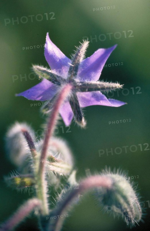 Close-up of a purple flower with a soft, blurred green background that conveys a calm mood Borage Borago officinalis