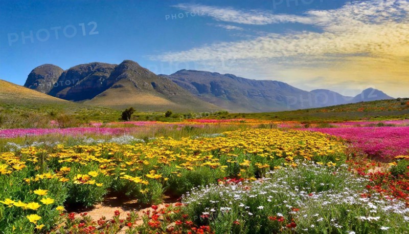 KI generated, The desert in Namaqualand blooms in August and September each year, Namibia, Africa
