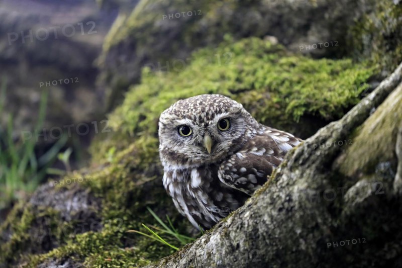 Little owl (Athene noctua), (Tyto alba), adult, on tree trunk, alert, portrait, Lowick, Northumberland, England, Great Britain