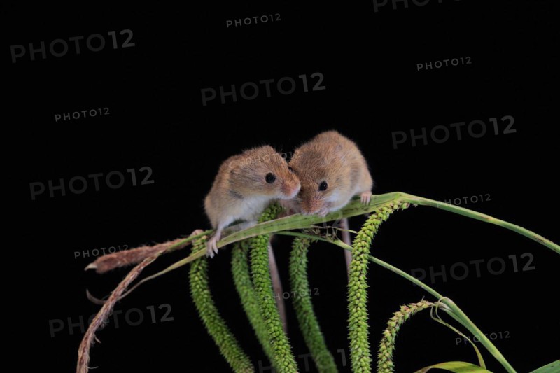 Eurasian harvest mouse (Micromys minutus), adult, two, pair, on plant stalks, spikes, foraging, at night, Scotland, Great Britain