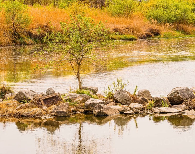 Tranquil lakeside featuring rocks and a young tree with hints of spring growth, in South Korea