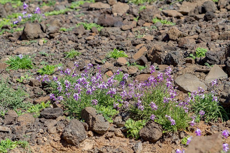 Bolles Levkoje (Matthiola bolleana), endemic plant on Fuerteventura, Canary Island, Spain, Europe