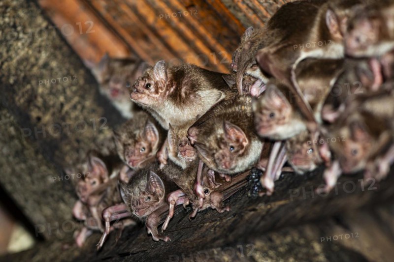 Common vampire bat (Desmodus rotundus) Pantanal Brazil