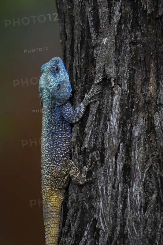 Blue-throated Agama (Acanthocercus atricollis), Madikwe Game Reserve, North West Province, South Africa, RSA, Africa