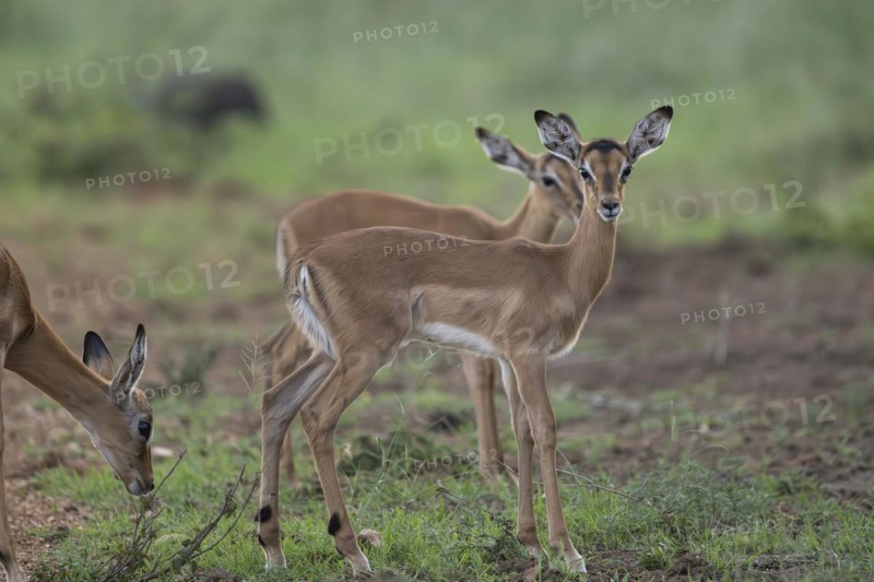 Black Heeler Antelope or Impala (Aepyceros melampus) herd with young, nursery, Madikwe Game Reserve, North West Province, South Africa, RSA, Africa